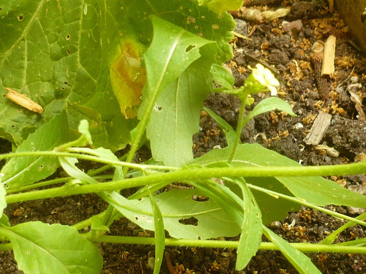 Rapistrum rugosum subsp. rugosum (Brassicaceae)